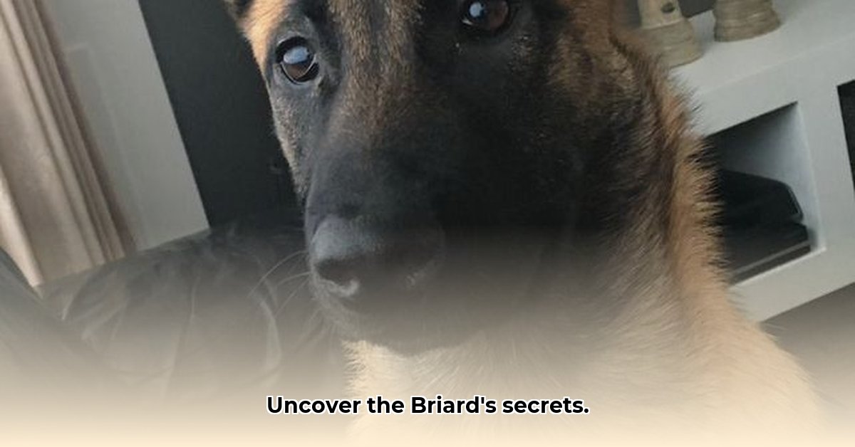 franse-herdershond-6-letters